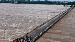 Gangetic Dolphin Population Stable in Bihar