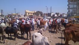 #MahaDrought: Cattle Ban Ideologically Motivated, Harmful for Rural Economy, Say Farmers