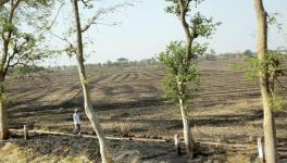 Climate Change: Bhopal Loses 5 Lakh Trees in the Last Decade, Forest Cover Down by 26%, Reveals Report