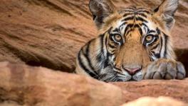 Uranium Mining Set to Destroy India’s Second Largest Tiger Reserve