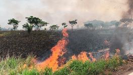 Amazon Deforestation