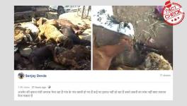 Old video falsely viral as goats infected with coronavirus in Ajmer’s bakra market