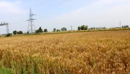 Wheat Fields