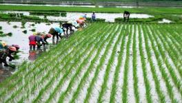 Lockdown: Telangana Farmers Allege Irregularities in Paddy Procurement Centres