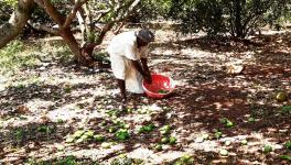 Gusty Winds, Rain Take Heavy Toll on Mango Crop in UP, Growers Say Output May Drop 65%