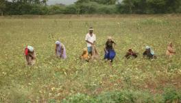 Indian Farmers go landless