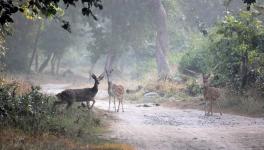 Uttarakhand Wildlife Reserves