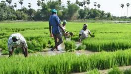 Farmers Bihar