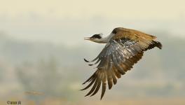 Great Indian Bustard