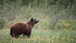 How Landscapes Shape Species: Grizzly Bears’ DNA Aligns with Indigenous Language Families