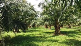 OIL Palm