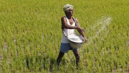 Bihar: Farmers Continue Protests as Fertiliser Shortage Persists Into Rabi Season