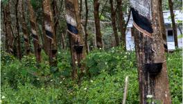 Rubber Plantations Losing Sheen in Kanyakumari, Trade Union Seek Govt Attention