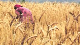 India’s Wheat Fiasco