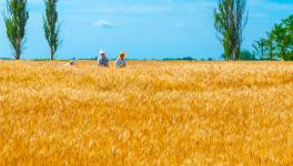 Ukraine wheat crisis