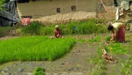 Sundarbans