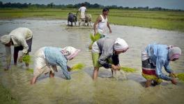 Assam Govt Falls Short of Nearly 40% of Paddy Procurement Target