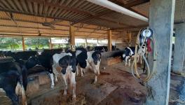 A view of the stable of the well-to do farmers of Thawar village in Banaskantha