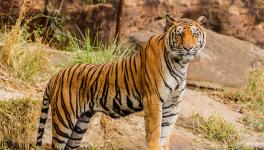 Our Generation is the Last to See Tigers in the Wild: Aditya ‘Dicky’ Singh