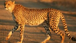 cheetah