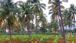 coconut growers