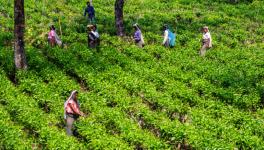 Tea Garden Workers