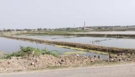 Hundreds of farmers say they are finding it difficult to reclaim their arable land as Vannemei shrimp ponds have induced salinity and eroded top soil.