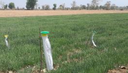 This is how caterpillar catching traps are set (Photo - Mohammad Asif Siddiqui, 101Reporters).