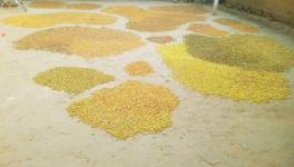 Mahua fermentation in a house