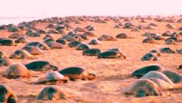 Apart from deep sea fishing, the demand for turtle meat and eggs in Odisha and Kolkata is hitting the survival of the species hard.