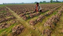 Farmer Jagannath Ghose at Narayanpur village under Patrasayer Block has not received insurance money, despite his cauliflower crop destroyed by hailstorm.