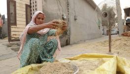 Karamjeet Kaur removing the husk from paddy (Photo - Sanskriti Talwar, 101Reporters)