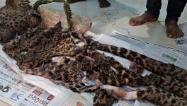 Incidents of leopard-eating and skin trade reported are worrisome for people nearby and forest authorities, who have been found wanting in monitoring.