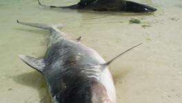 Dead Tiger Shark 010.jpg