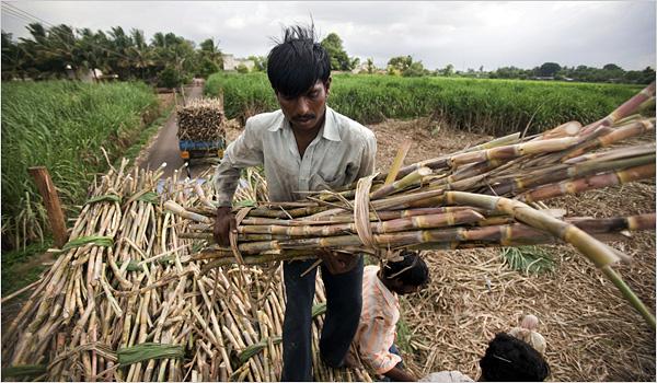 Sugarcane