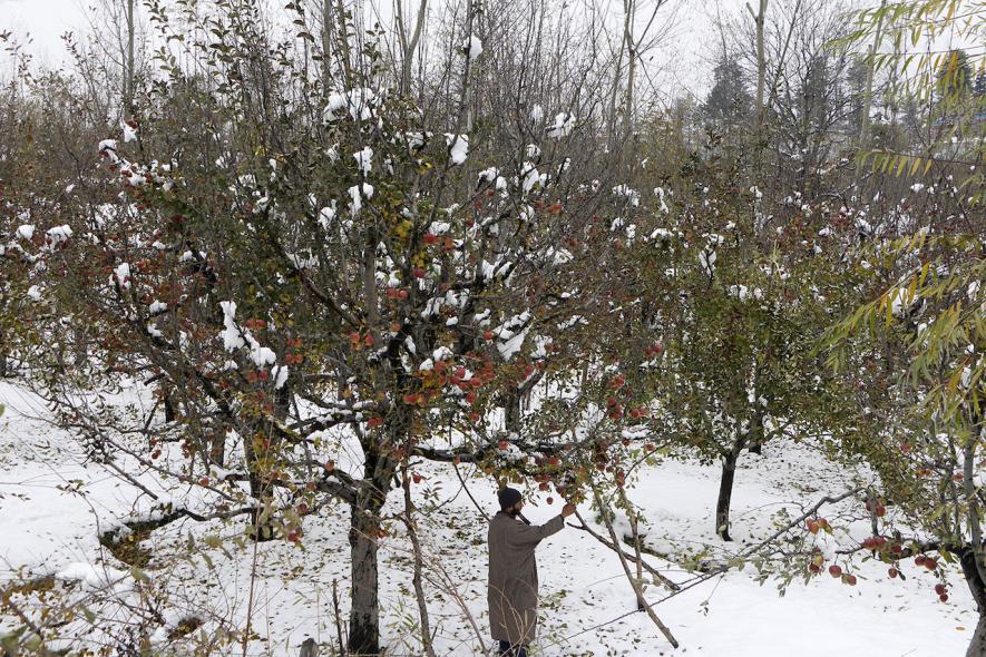 Apple farmers 