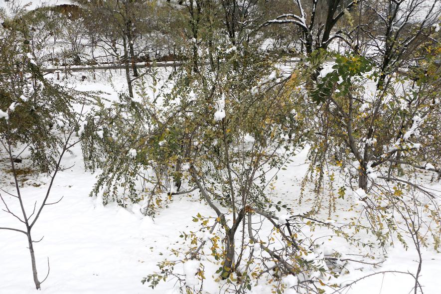 In south Kashmir's Shopian district apple trees damaged due to heavy snow fall 