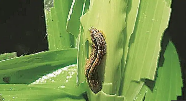 Crops in 80 Mizoram Villages Damaged by Fall Armyworm Outbreak