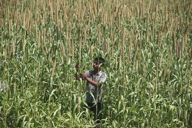 Rice-Wheat Stocks