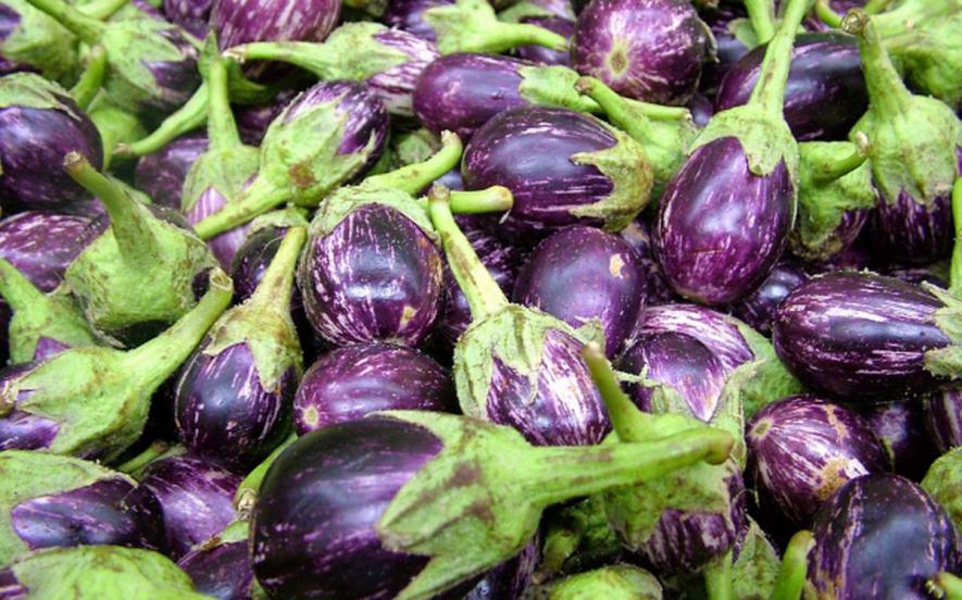 BT Brinjal