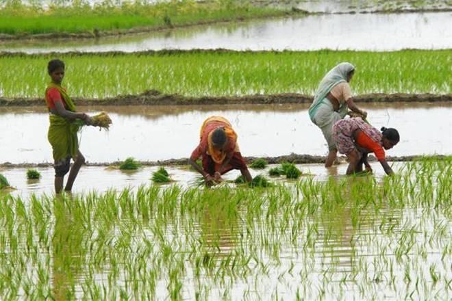 Kerala to Strengthen Farmers’ Collectives to Counter ‘Corporate-Friendly Farm Reforms’