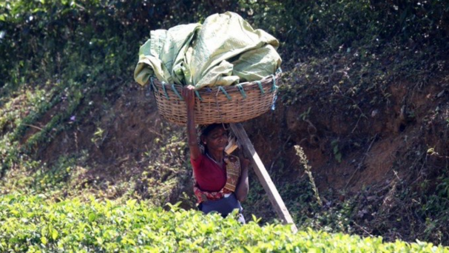 TEA WORKESR SRI LANKA