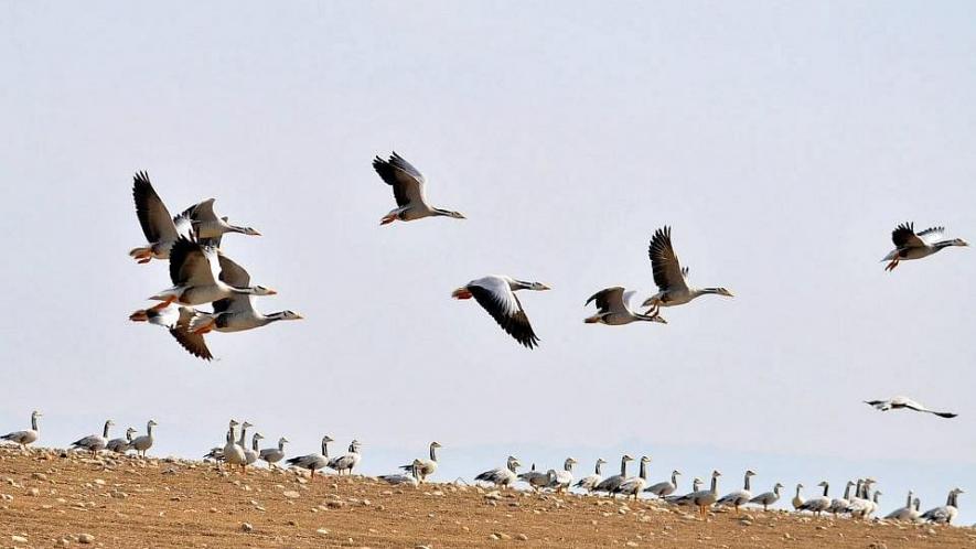 Bird Flu Confirmed in 6 States; Unusual Mortality of 16 Birds in Delhi