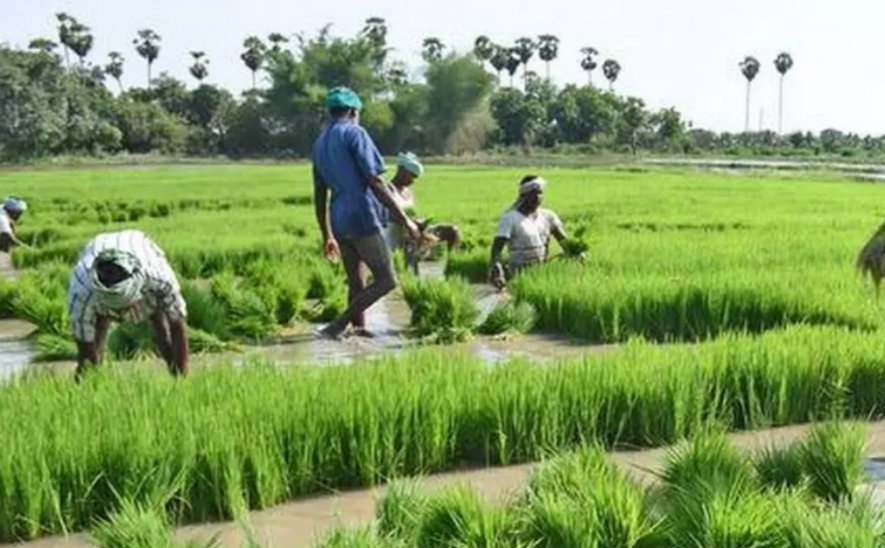 TN Farmers