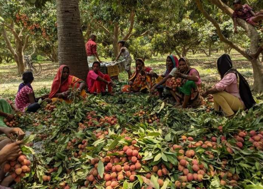 Litchi farmers