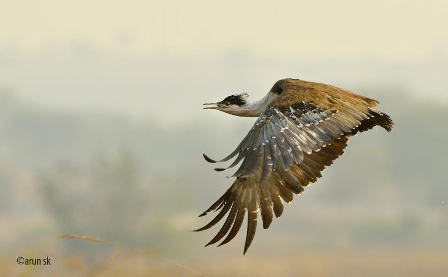 Great Indian Bustard