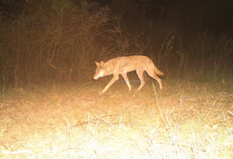 himalayn wolf