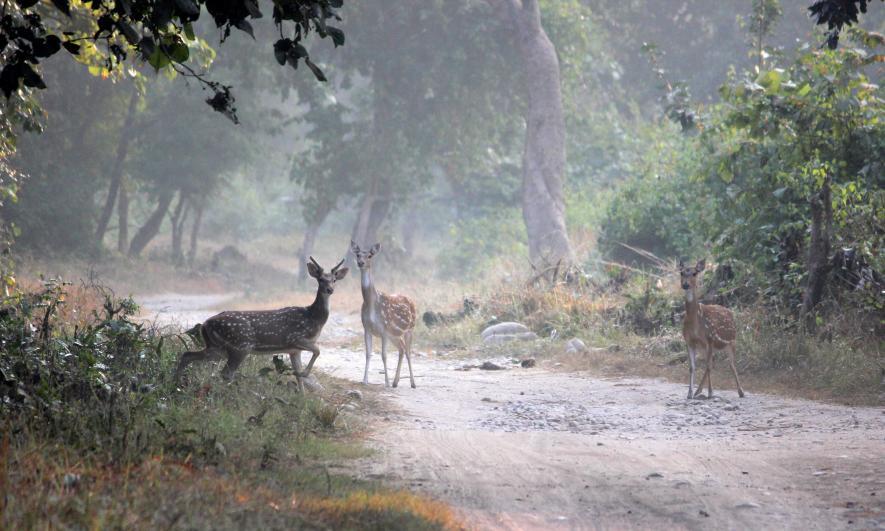 How Uttarakhand Leaders Hurt the Fragile Ecology of their State