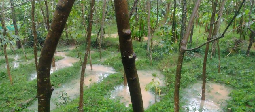 Continuous rains have led to water stagnation in rubber plantations in the hilly and other areas