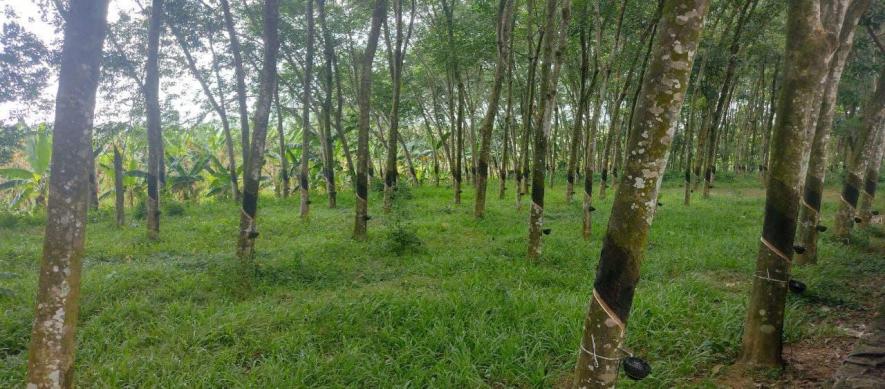 A rubber plantation in Kanyakumari district